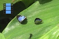 Scene 14 2_Male and female  Arawcus phaea courting on leaf